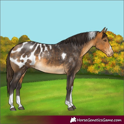 Horse Color:Buckskin Tobiano Appaloosa Rabicano 