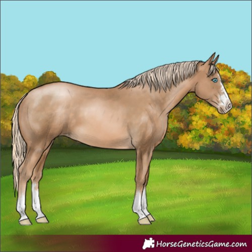 Horse Color:Chocolate Palomino Pearl 