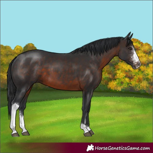 Horse Color:Brown Sabino Tobiano