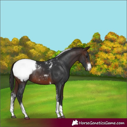 Horse Color:Brown Sabino Tobiano Appaloosa Rabicano 