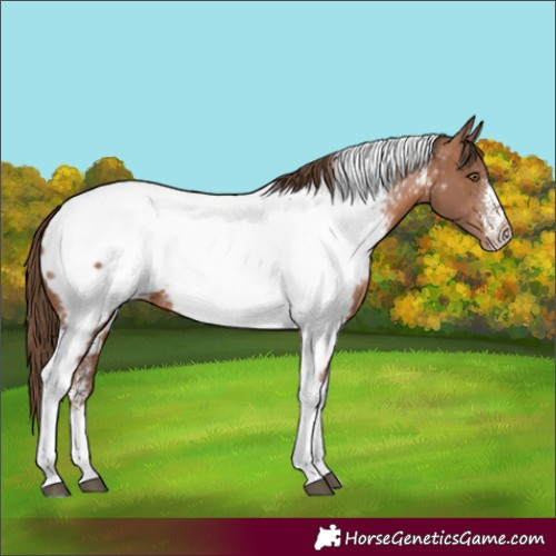 Horse Color:Brown Pearl Sabino Tobiano Appaloosa