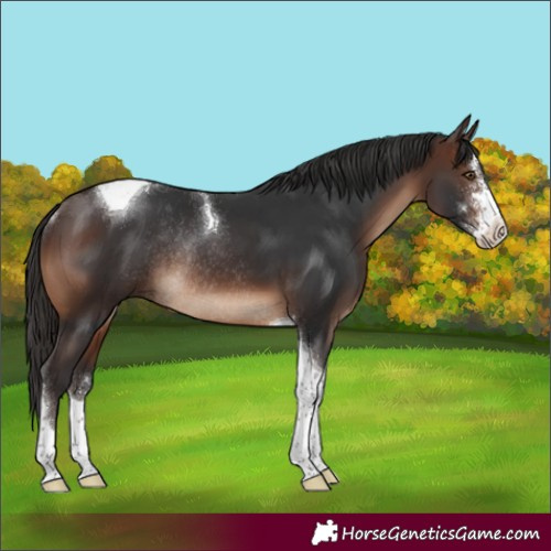 Horse Color:Brown Sabino Tobiano Rabicano 