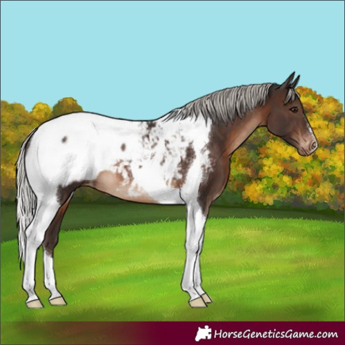 Horse Color:Silver Brown Tobiano Appaloosa 