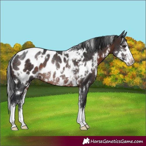Horse Color:White Spotted Brown Sabino Appaloosa Rabicano 