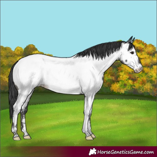 Horse Color:Black Tobiano Appaloosa 
