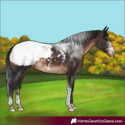 Horse Color:Brown Sabino Tobiano Appaloosa 