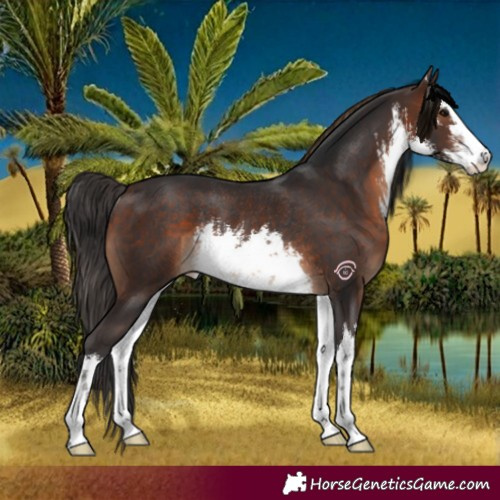 Horse Color:White Spotted Brown Rabicano 