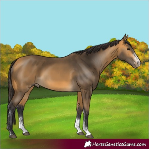 Horse Color:Buckskin Sabino 