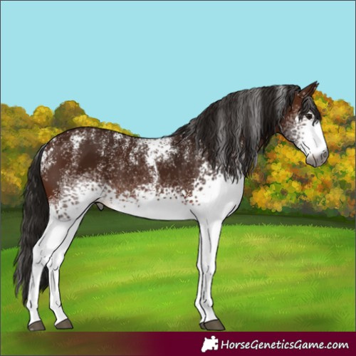 Horse Color:Powder White Gray White Spotted Bay Appaloosa 