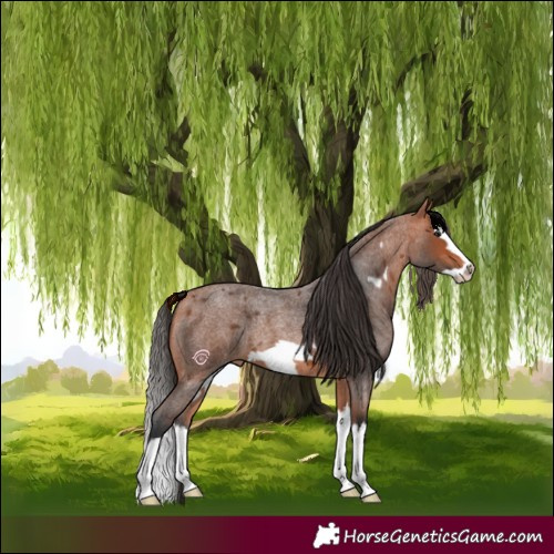 Horse Color:Bay Roan Splash Frame