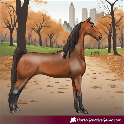 Horse Color:Bay 