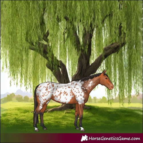 Horse Color:Bay Appaloosa