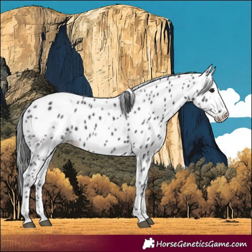 Horse Color:Black Appaloosa
