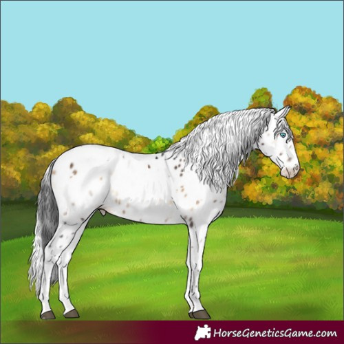 Horse Color:White Spotted Bay Onyx Harlequin Merle Appaloosa Rabicano 