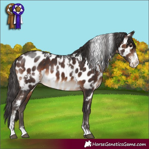 Horse Color:White Spotted Brown Sabino Appaloosa 