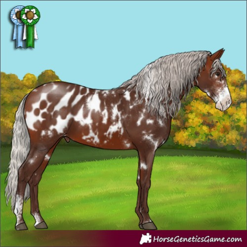 Horse Color:White Spotted Silver Brown Sabino Appaloosa 