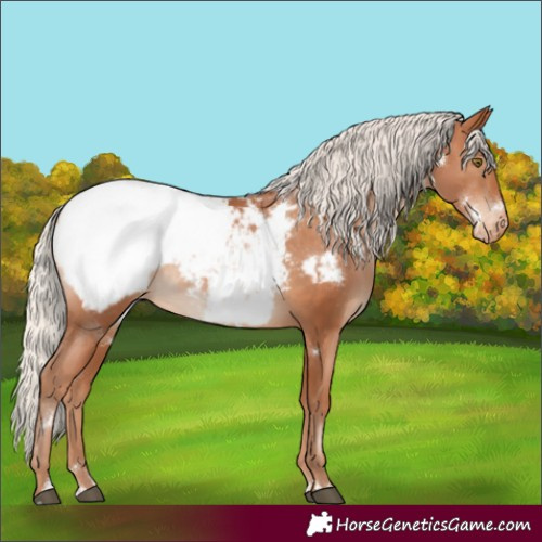 Horse Color:White Spotted Silver Brown Pearl Appaloosa 