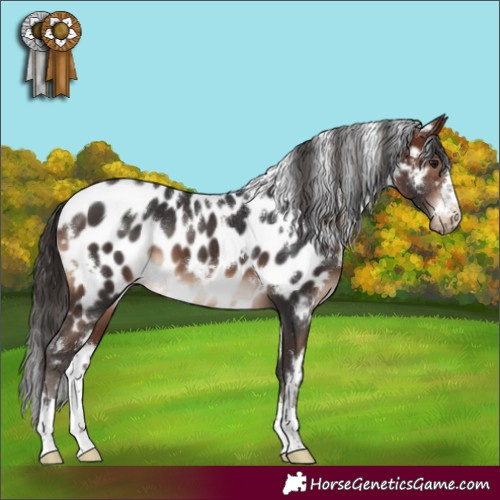Horse Color:White Spotted Brown Appaloosa 