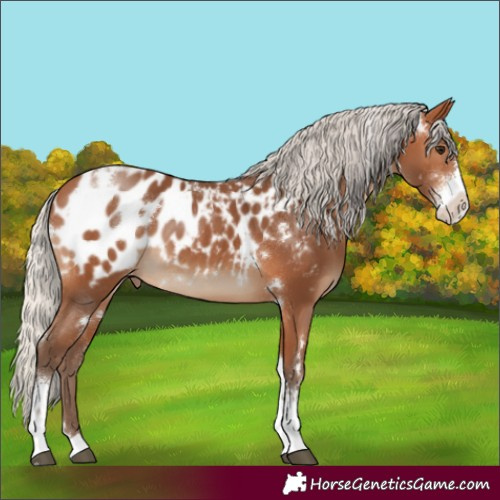 Horse Color:White Spotted Silver Bay Sabino Appaloosa 