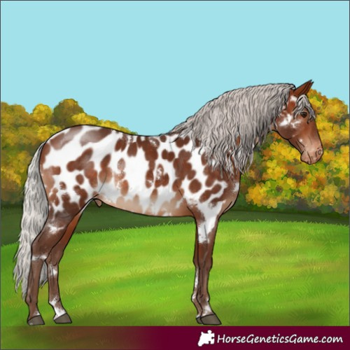 Horse Color:White Spotted Silver Bay Appaloosa 