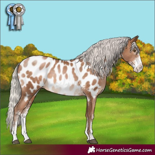 Horse Color:Silver Brown Pearl Sabino Appaloosa 