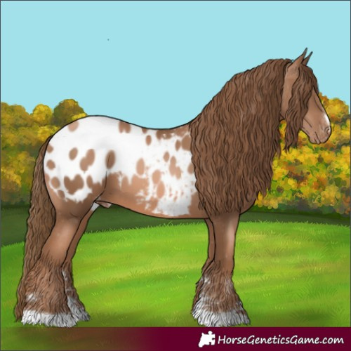 Horse Color:Liver Chestnut Pearl Appaloosa 