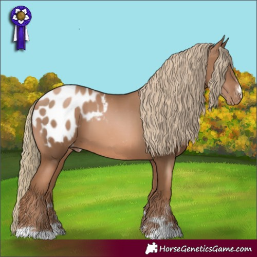 Horse Color:Liver Chestnut Pearl Appaloosa 