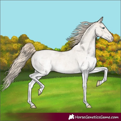 Horse Color:White Spotted Smoky Creme Roan 