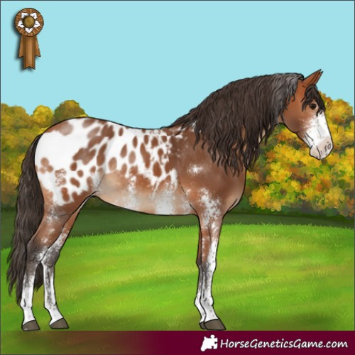 Horse Color:Bay Sabino Appaloosa Rabicano 