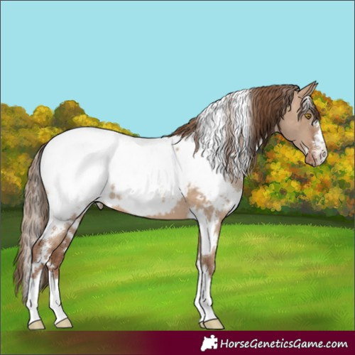 Horse Color:White Spotted Brown Pearl Dun Appaloosa 