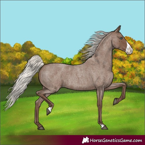 Horse Color:Silver Blue Roan Frame 