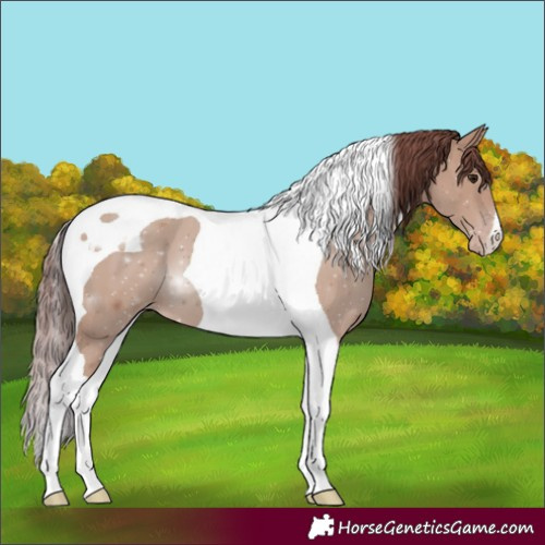 Horse Color:Chocolate Classic Champagne Tobiano 