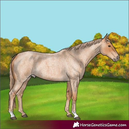 Horse Color:Red Roan