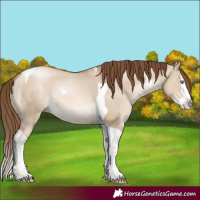 Horse Color:Liver Red Dun Pearl Splash Tobiano Rabicano 