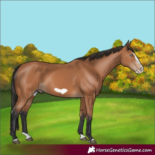 Horse Color:Bay Splash Frame 