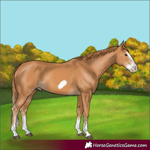 Horse Color:Chestnut Splash Frame 