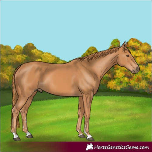 Horse Color:Chestnut 