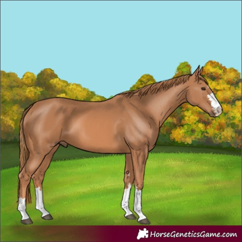 Horse Color:Chestnut 