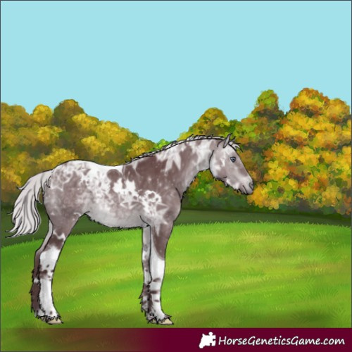 Horse Color:White Spotted Chocolate Silver Brown Chinchilla Ice Tobiano 