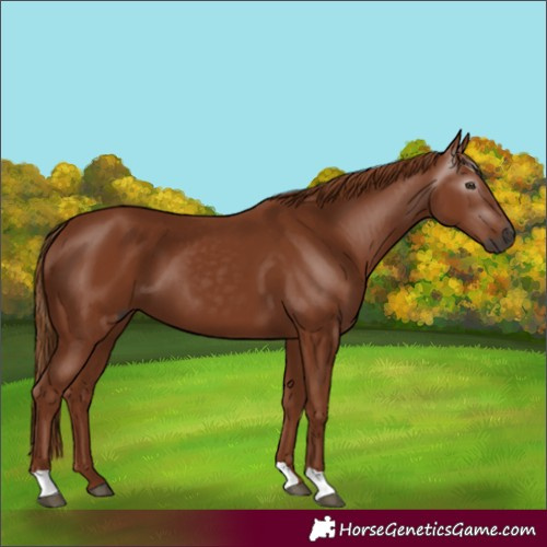 Horse Color:Unknown 