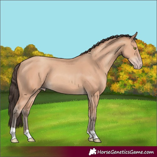Horse Color:Unknown 
