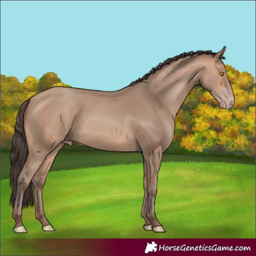 Horse Color:Unknown 