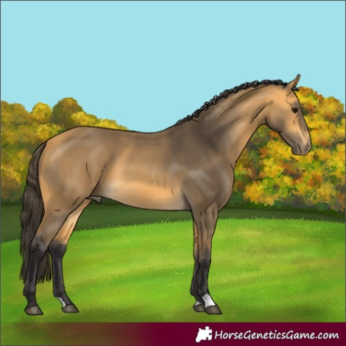 Horse Color:Unknown 