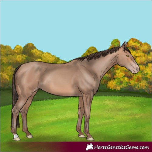 Horse Color:Unknown 
