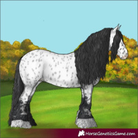 Horse Color:Blue Roan Appaloosa 