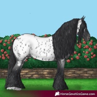 Horse Color:Blue Roan Appaloosa