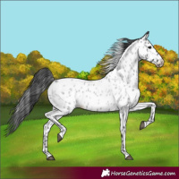 Horse Color:Blue Roan Near Leopard