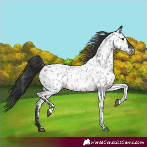 Horse Color:Blue Roan Appaloosa 