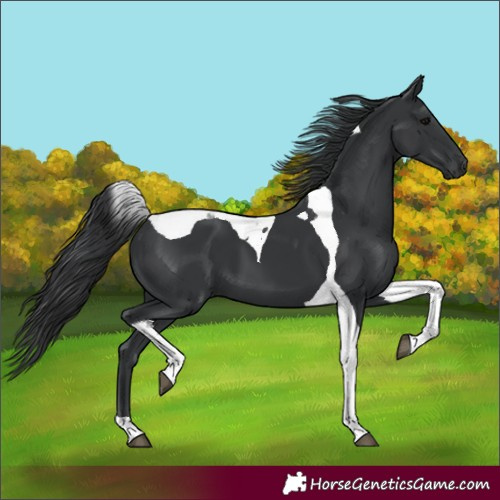 Horse Color:Black Tobiano