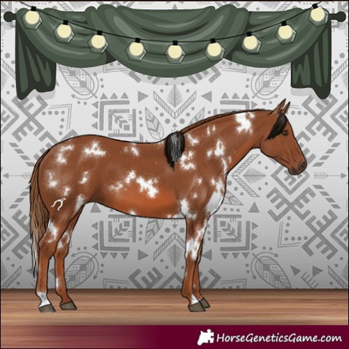 Horse Color:White Spotted Chestnut 